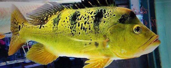 巴西亞魚和龍魚的關(guān)系：關(guān)于巴西亞魚和龍魚的問題