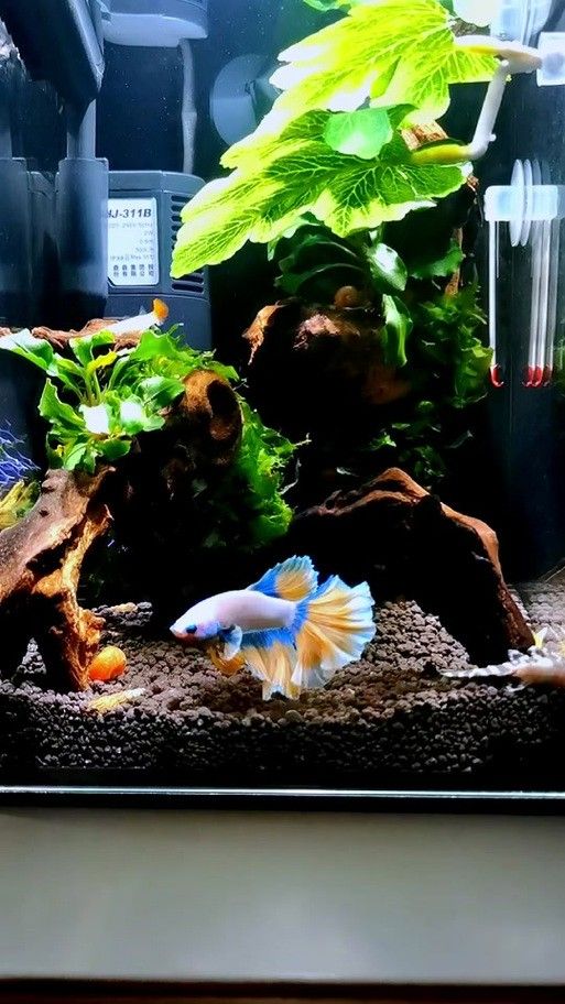 龍魚做完掉眼手術(shù)會受影響嗎圖片