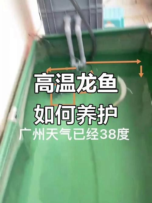 龍魚做完掉眼手術(shù)會受影響嗎圖片
