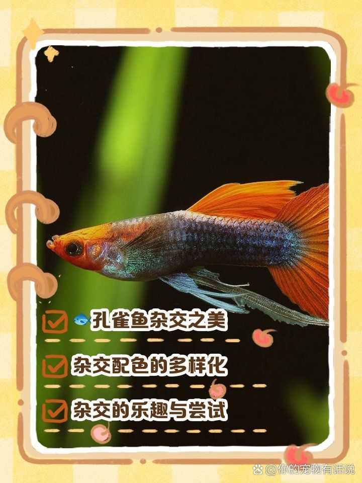 孔雀魚雜交最佳配色表
