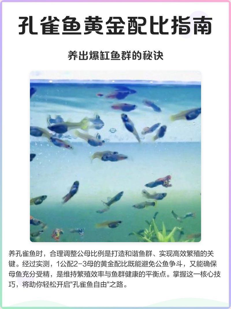 孔雀魚雜交最佳配色表
