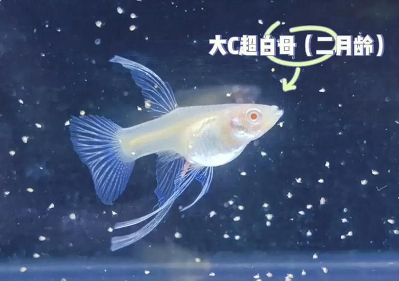 孔雀魚雜交最佳配色表
