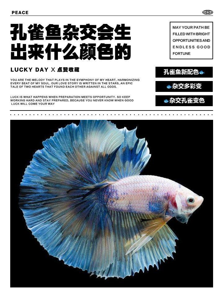 孔雀魚雜交最佳配色表