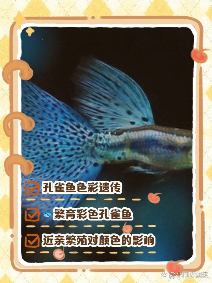 孔雀魚雜交最佳配色表