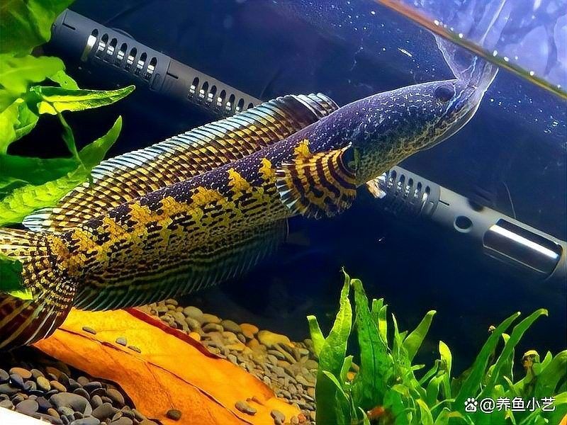 雷龍魚缸造景 大型