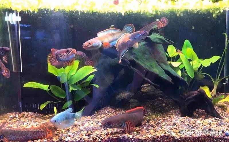 雷龍魚缸造景 大型