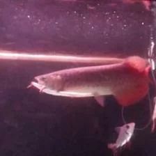 龍魚多大可以吃林蛙：成年后的龍魚可以吃林蛙嗎？