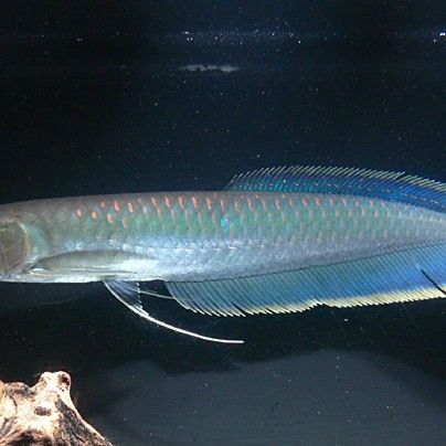 有黑龍魚嗎