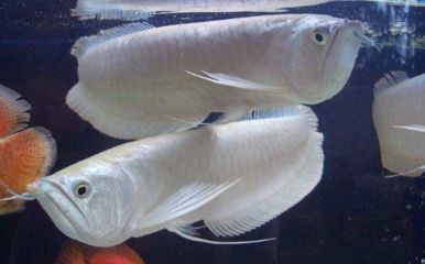 龍魚狀態不好沒食欲怎么調：龍魚狀態不佳且沒有食欲怎么辦