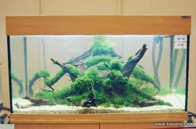 廣州魚缸批發cc祥龍魚場：廣州魚缸批發cc祥龍魚缸批發cc祥龍魚場資料大全