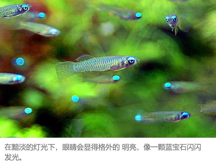 常見的觀賞魚品種及其特點：常見的觀賞魚品種及其特點：常見的幾種觀賞魚品其特點