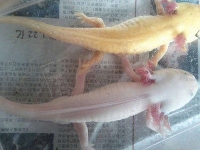 六角恐龍魚怎么看公母（六角恐龍魚的性別分辨）
