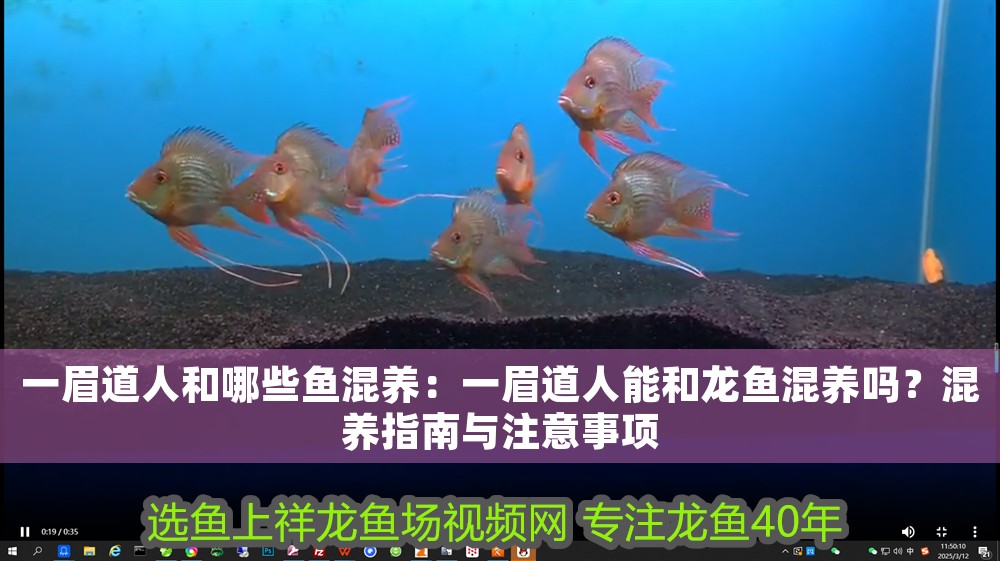 一眉道人和哪些魚混養(yǎng)：一眉道人能和龍魚混養(yǎng)嗎？混養(yǎng)指南與注意事項