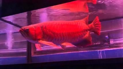 龍魚大概多少錢一條(龍魚大概多少錢一條：一米長的龍魚價格是多少？