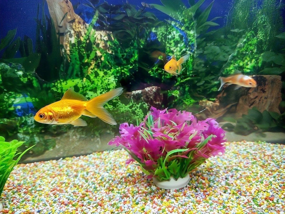 龍魚水質檢測哪些不合格