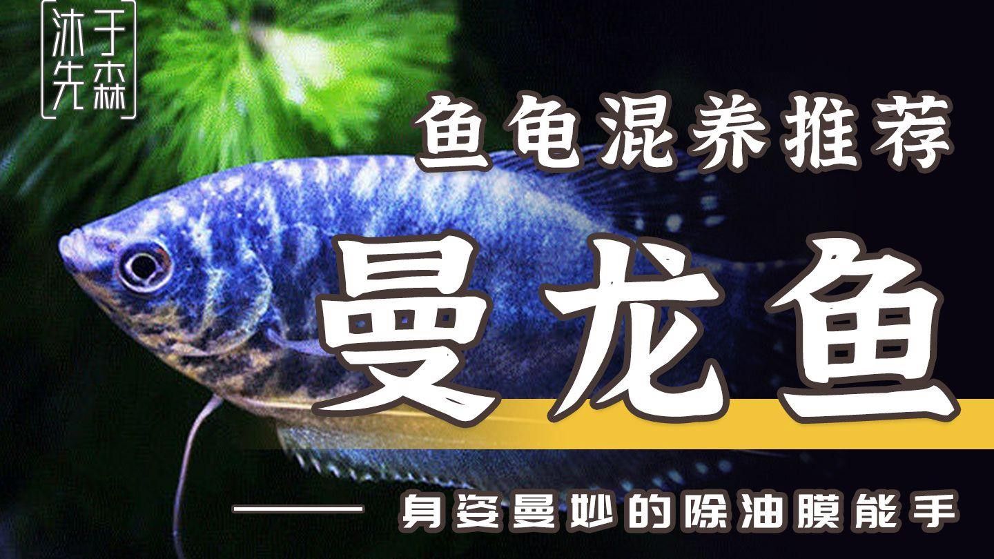 曼龍魚混養需要多久喂一次