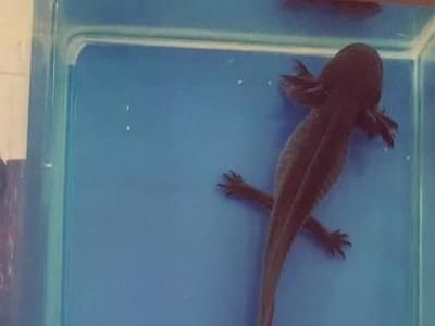 龍魚的寓意和象征：小龍魚怎么養