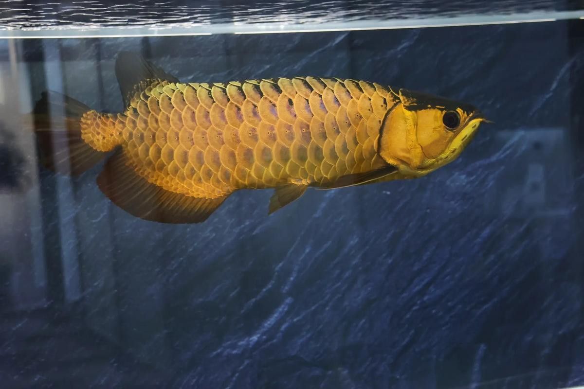 金龍魚怎么看品相圖解圖片