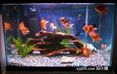 養銀龍魚注意事項和禁忌：養銀龍魚時需要注意的事項和禁忌