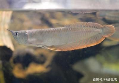 養(yǎng)殖銀龍魚(yú)：養(yǎng)殖銀龍魚(yú)的注意事項(xiàng)