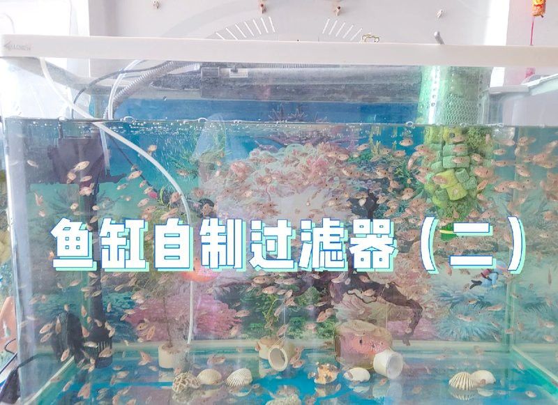 如何設置雷龍魚的過濾系統？