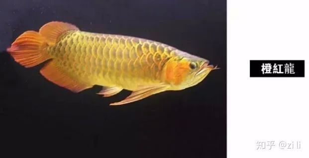 龍魚的眼睛顏色并非固定不變：龍魚的眼睛是紅色的嗎