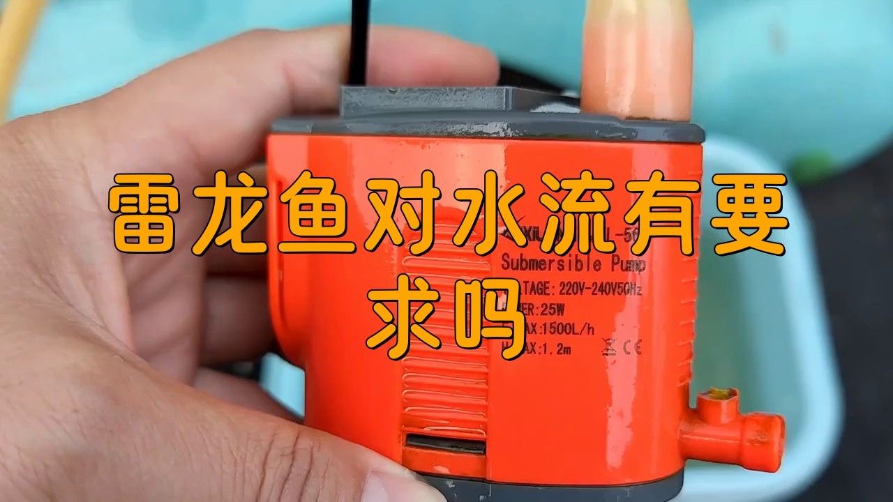 雷龍魚需要多大的水流？