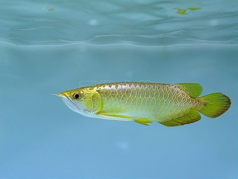 龍魚掉鱗后多久可以喂食