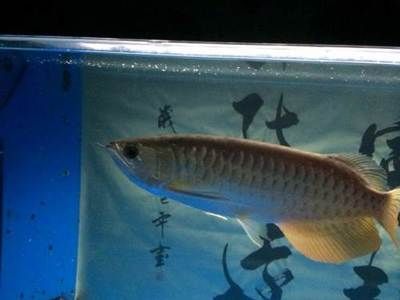 寶石龍魚和金龍魚區別大嗎：寶石龍魚和金龍魚有什么區別