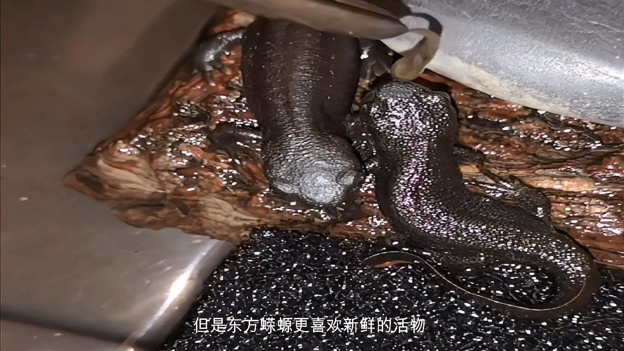 小火龍蠑螈的最佳飼養環境是什么？