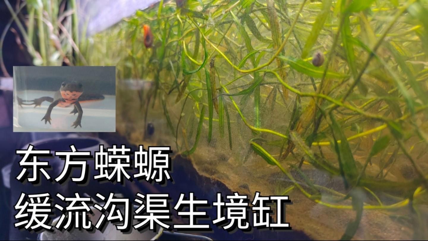 小火龍蠑螈的最佳飼養環境是什么？