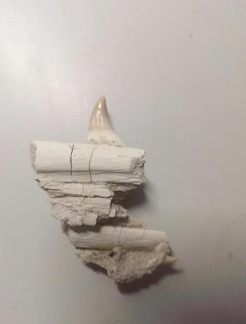 有沒有鱷魚和恐龍的合照？