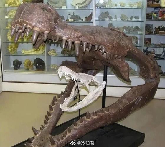 有沒有鱷魚和恐龍的合照？