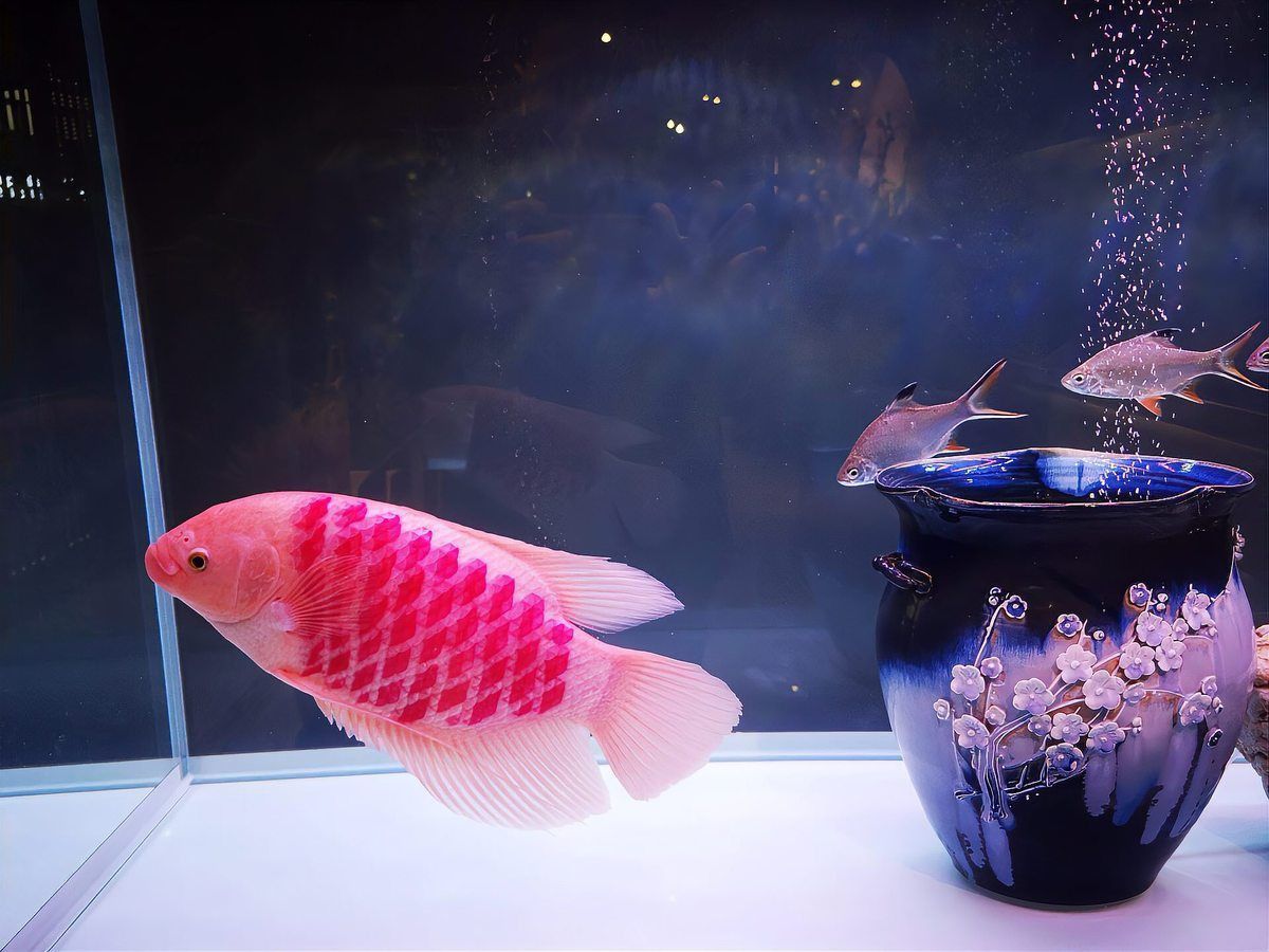 羅漢魚一般人壓不住嗎