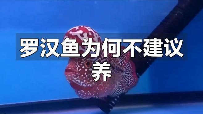 羅漢魚一般人壓不住嗎