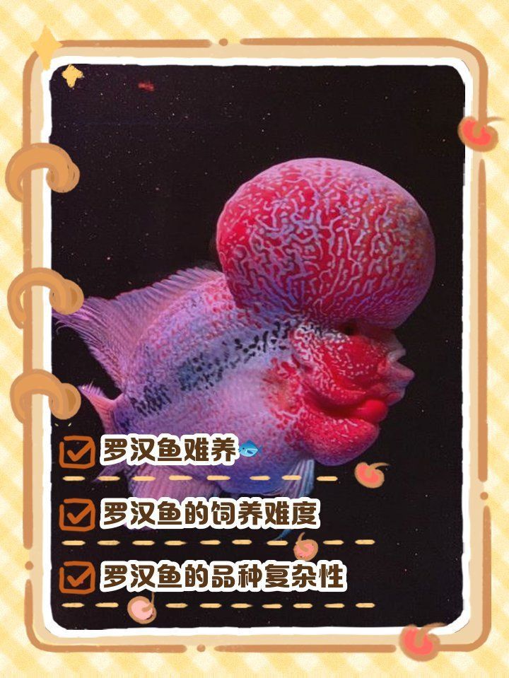 羅漢魚一般人壓不住嗎