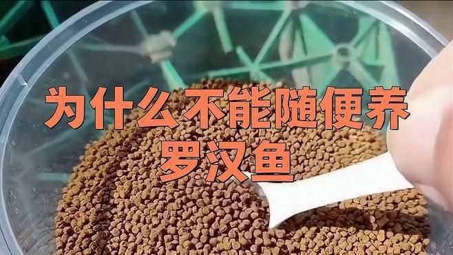 羅漢魚一般人壓不住嗎