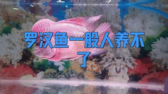 羅漢魚一般人壓不住嗎
