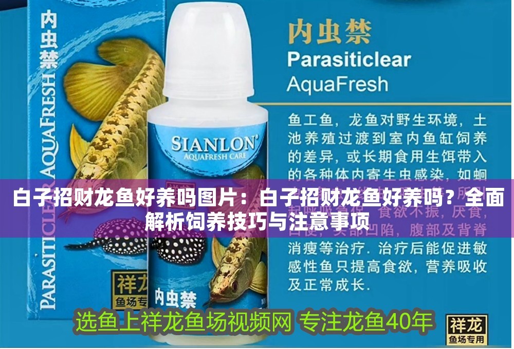 白子招財龍魚好養嗎圖片：白子招財龍魚好養嗎？全面解析飼養技巧與注意事項