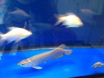 北京買金龍魚去哪里買便宜：北京金龍魚北京金龍魚北京金龍魚北京金龍魚價(jià)格列表
