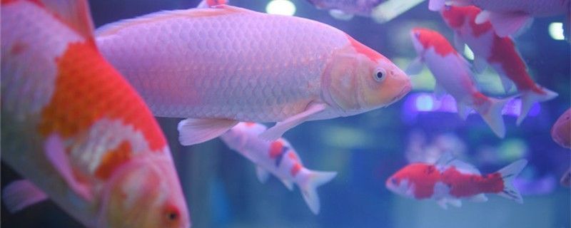 預(yù)防泰龐海鰱魚水霉病的方法：泰龐海鰱魚水霉病的預(yù)防