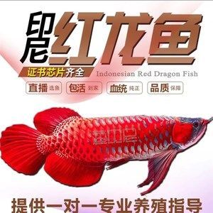 紅龍魚芯片查詢網站：如何鑒別紅龍魚芯片查詢網站