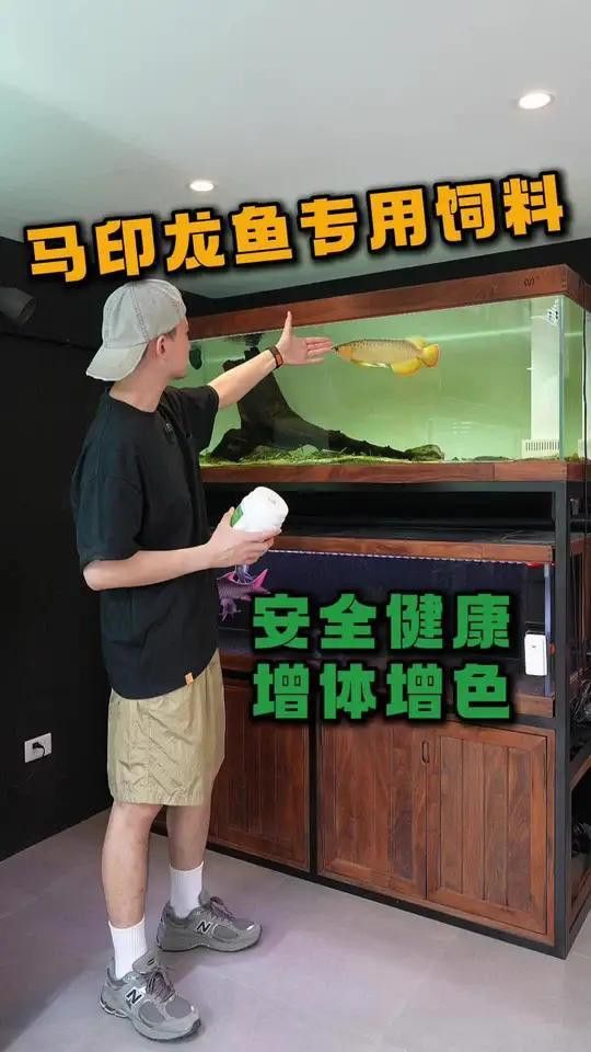 號(hào)半龍魚發(fā)色期間需要喂什么？