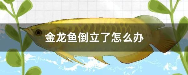 龍魚倒立了能救活嗎為什么：龍魚倒立了能救活嗎