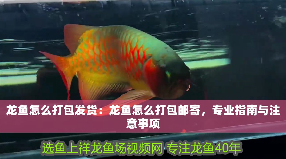 龍魚怎么打包發(fā)貨：龍魚怎么打包郵寄，專業(yè)指南與注意事項