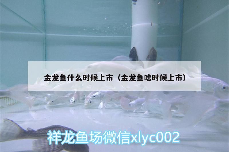 金龍魚什么時候上市（金龍魚啥時候上市）