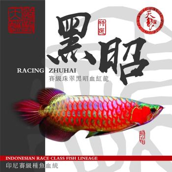 賽級金龍是雜牌子嗎