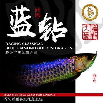 賽級金龍是雜牌子嗎