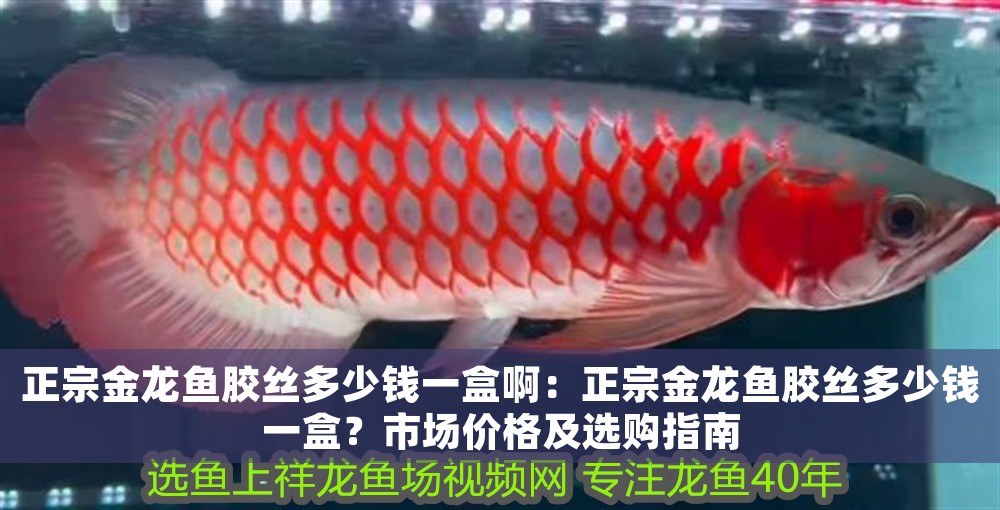 正宗金龍魚膠絲多少錢一盒啊：正宗金龍魚膠絲多少錢一盒？市場價格及選購指南