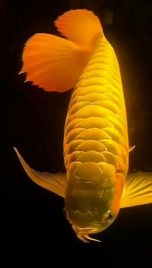 金龍魚高清豎屏手機壁紙